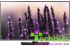 LED Телевизор SAMSUNG UE32H5020